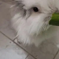 خرگوش لوپ با تمام وسایل|موش و خرگوش|پاکدشت, پاکدشت (مامازند)|دیوار