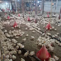 اجاره مرغداری ۲۰ هزار قطعه ای اتوماتیک