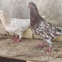 فروش کفتر سرور