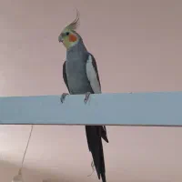 عروس هلندی نر سخن گو