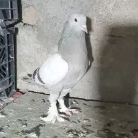 کبوتر