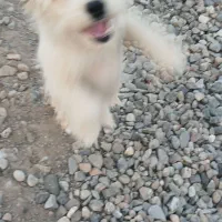 ...|سگ|سیمین شهر, |دیوار