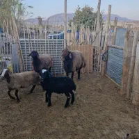 قوچ فروشی|حیوانات مزرعه|مهدی شهر, |دیوار