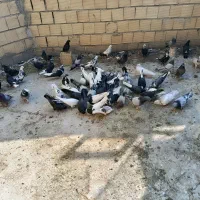 کبوتر اصفهانی|پرنده|خمینیشهر, |دیوار