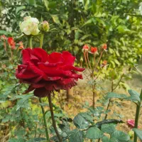 باغچه-موقعیت-عالی