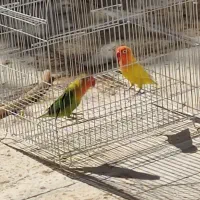 گمشده طوطی برزیلی|حیوانات|الوند, |دیوار