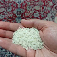 برنج هاشمی خالص اعلا سورتینگ زده بدون ذره ای قاطی