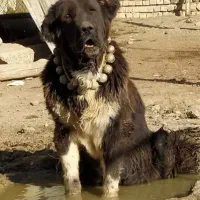 لاس قدرجونی