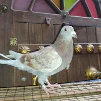 کفتر پرشی زینتی