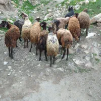 گوسفند داشتی