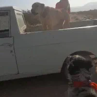 سگ ماده سرابی اصل در راور