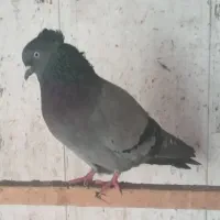 کبوتران وماده|پرنده|رشت, منظریه|دیوار