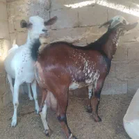 نری نقشی چاق پلمپ ۱۶تا ۱۸کیلو گوشت