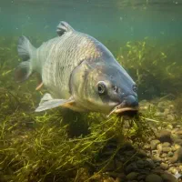 ماهی کپور جهت پرورش اقتصادی در استخر کشاورزی|ماهی|ساری, |دیوار