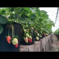 راهنمایی میکنم در کشت گلخانه ای|خدمات باغبانی و درختکاری|تهران, دکتر هوشیار|دیوار