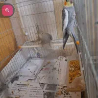 فروش۲عروس هلندی