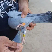 دو عدد پلاکی گرفتنی