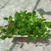 گل طبیعی|گل و گیاه طبیعی|تایباد, |دیوار