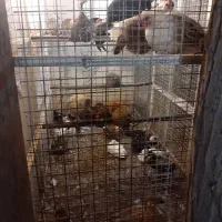 معاوضه فقط با بوقلمون