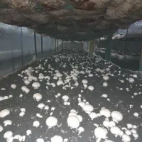 سرمایه-گذار-واگذاری-تولیدی-قارچ