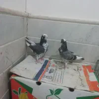 کبوتر یا کفتر جوجه مقلف|پرنده|قم, نوبهار|دیوار