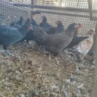 مرغ تازه به تخم 6ماهه|حیوانات مزرعه|اصفهان, دستگرده|دیوار