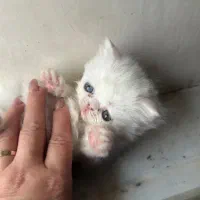 گربه|گربه|گرگان, |دیوار