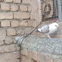 کبوتر ساتن بلژیکی|پرنده|برخوار, |دیوار