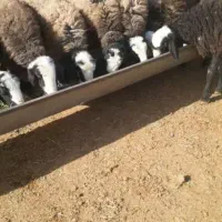 فروش برماده اصیل نژاد شال درجه یک یک