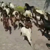 ۹۰ راس بز بزغاله درجه یک