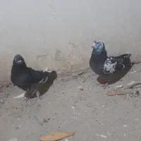 کفتر غریب گیری