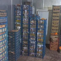 تهیه میوه ازصفرتاصد برای مغازه میوه فروشی تالاررا|عمدهفروشی|تهران, خانی آباد نو شمالی|دیوار