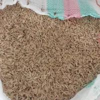 شالی بذری دم سیاه