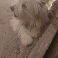 پاپی خوشگل ۲ تومن