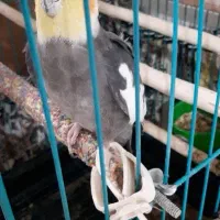 عروس هلندی  نر