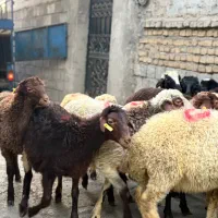 گوسفند فروشی نر چاق و چله|حیوانات مزرعه|تهران, هرندی|دیوار
