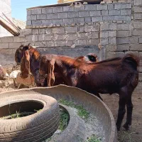 اهواز 2عدد بز نر افقانی و پاکستانی