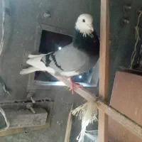 کبوترفروشی