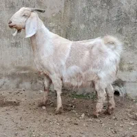 بزپاکستانی آبستن تضمین سه قلوچهار روزدیگه زایمان