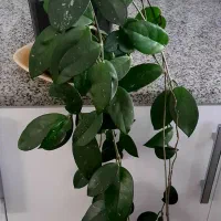 گل طبیعی|گل و گیاه طبیعی|آباده, |دیوار