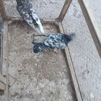 هفرنگ سبز هفرنگ شکلاتی
