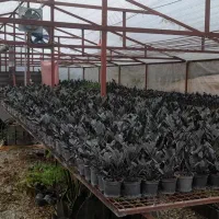 فروش انواع گلهای آپارتمانی|گل و گیاه طبیعی|گتاب, |دیوار