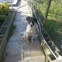 توله دورگه|سگ|کوچصفهان, |دیوار