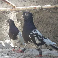 دو جفت کله سیاه|پرنده|فسا, |دیوار