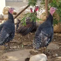 بوقلمون|حیوانات مزرعه|دزفول, |دیوار