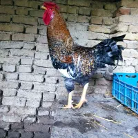 ۳عدد خروس سالم سرحال چاق