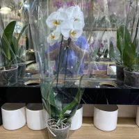 گل و گیاه بونسای فضای سبز بازار گل|گل و گیاه طبیعی|تهران, آهنگ|دیوار
