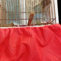 فروش 3تا سهره کرمونی