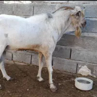 فروش بز اصل|حیوانات مزرعه|بندرعباس, |دیوار