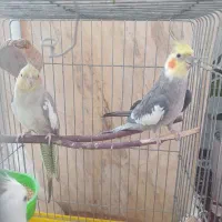جفت عروس هلندی